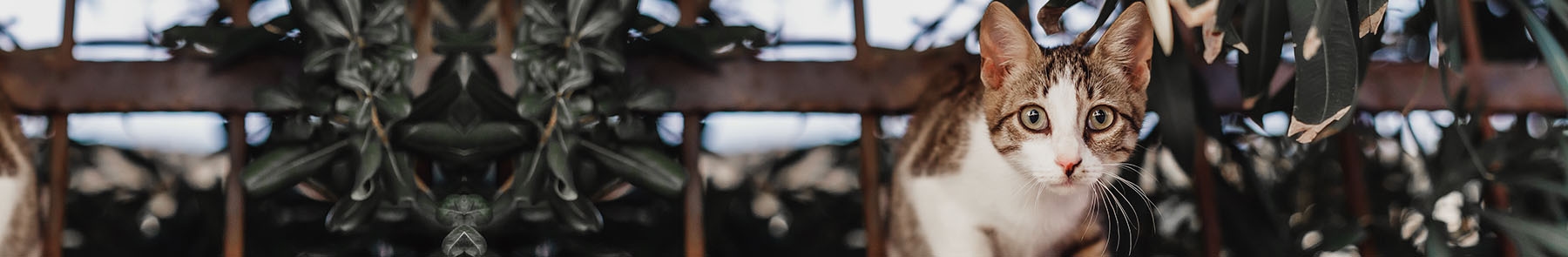 Stoney Pointe Pet Hospital Stoney Pointe Pet Hospital