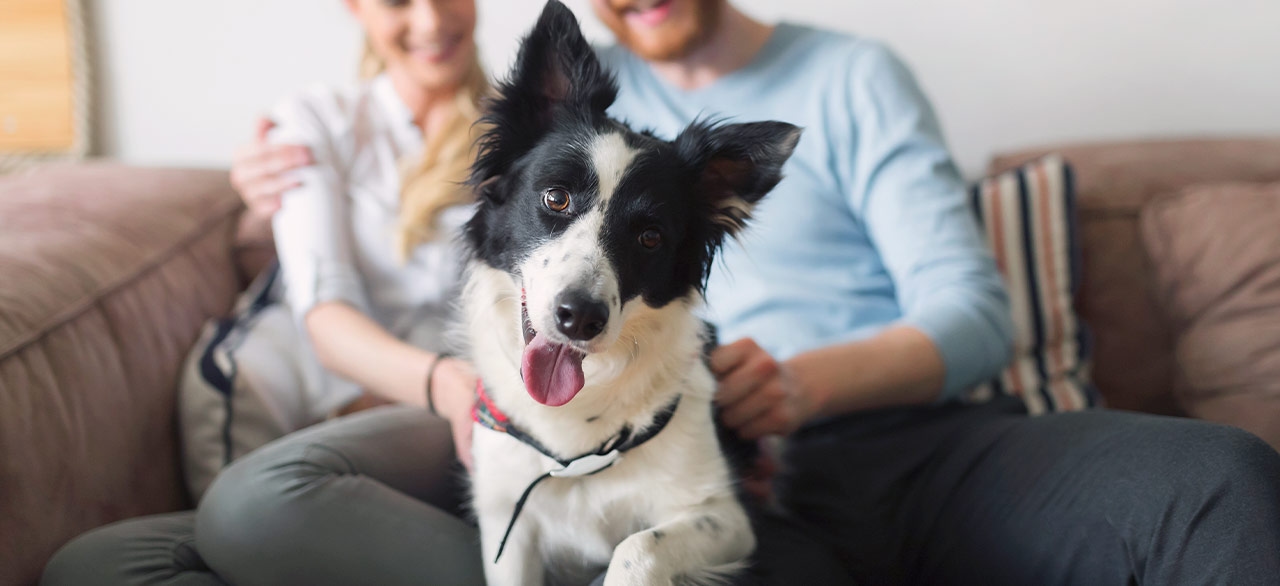 Sawtooth Animal Center Sawtooth Animal Center