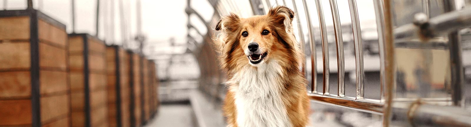 Rancho Veterinary Hospital Rancho Veterinary Hospital