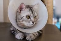 Cat Hernia Surgery Cat Hernia Surgery