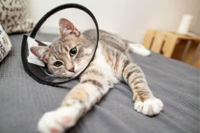 Getting Your Cat Fixed: When and What to Know Getting Your Cat Fixed: When and What to Know