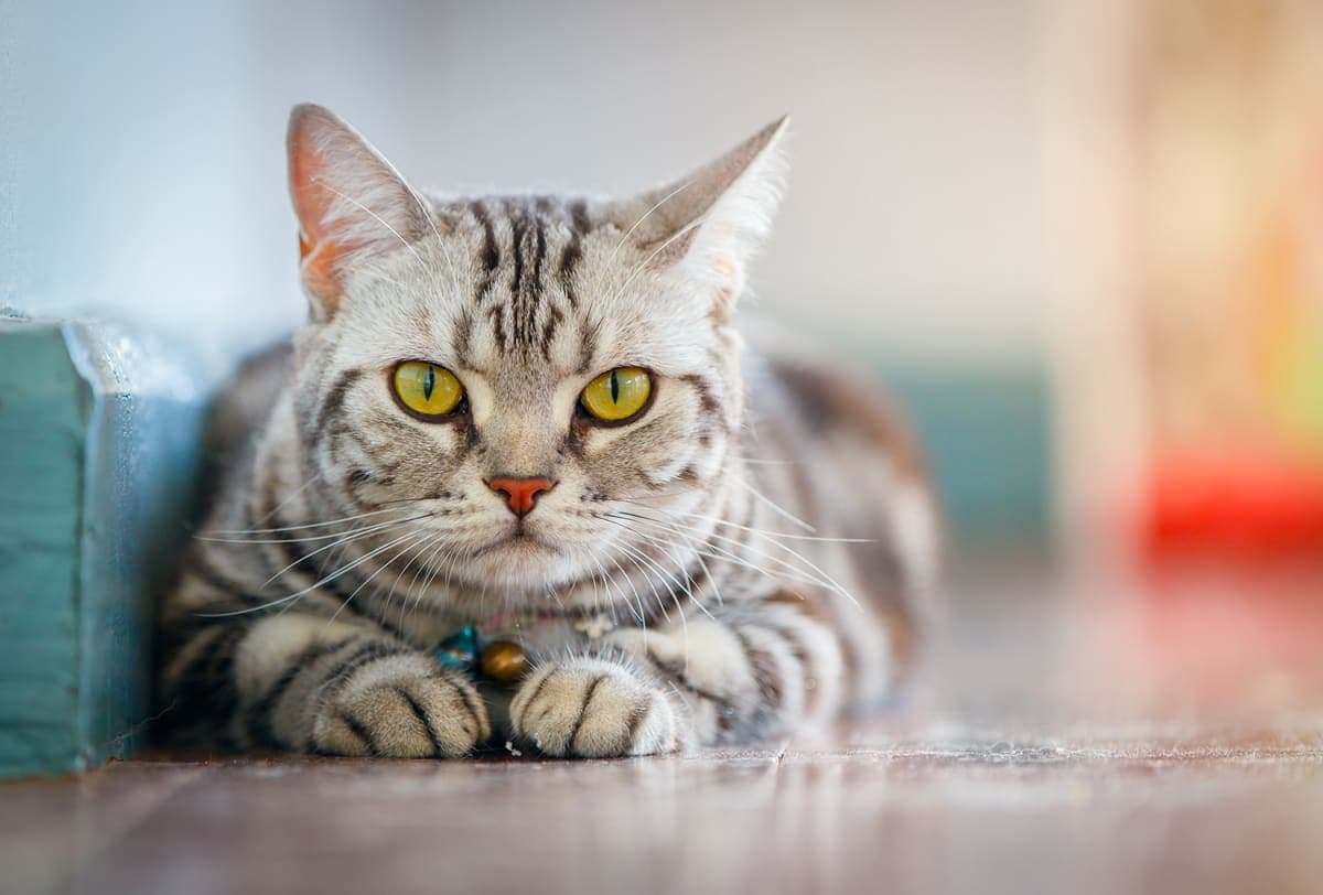 A Pet Parent's Guide to Cat Anemia A Pet Parent's Guide to Cat Anemia