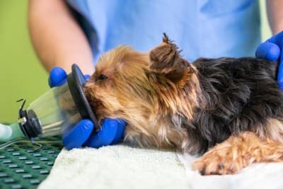 Anesthesia For Dogs Anesthesia For Dogs