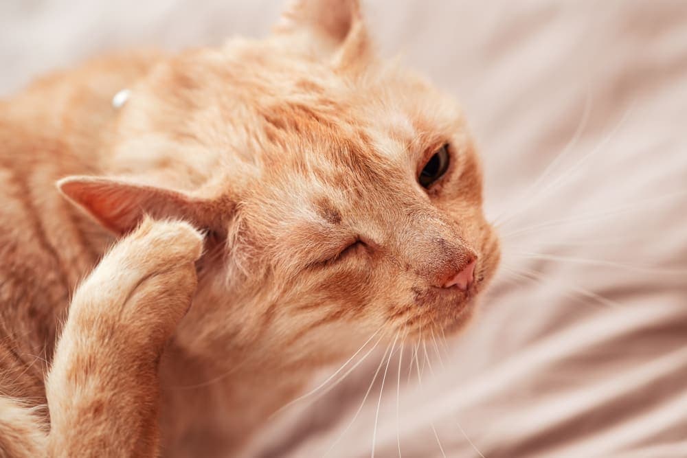 Aural Hematomas in Cats: When is surgery needed? Aural Hematomas in Cats: When is surgery needed?