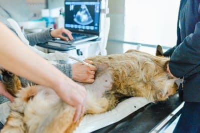 Ultrasound for Dogs & Cats: What Pet Owners Want to Know Ultrasound for Dogs & Cats: What Pet Owners Want to Know