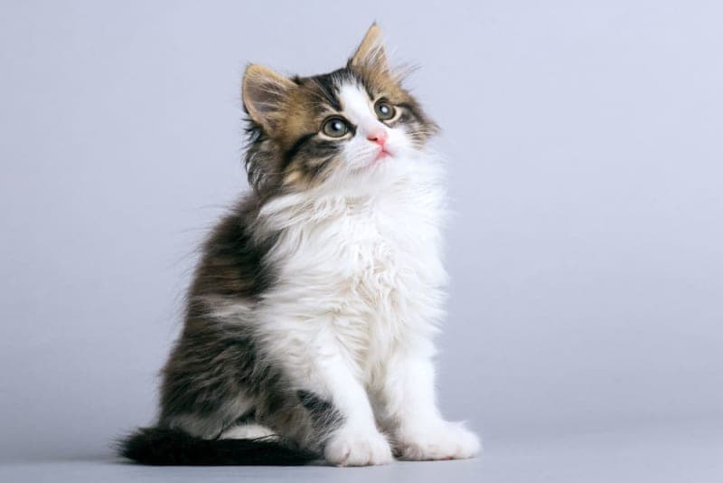 Kitten's First Vet Visit: What to Expect Kitten's First Vet Visit: What to Expect