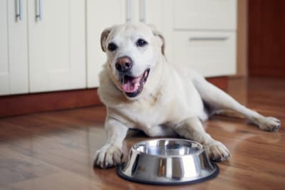 What is the Best Dog Food for Senior Dogs? What is the Best Dog Food for Senior Dogs?