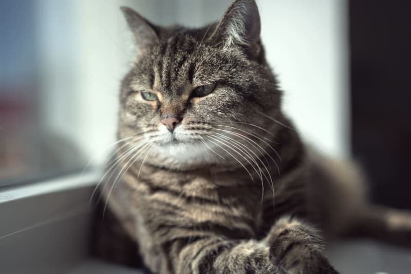 Old Cats – Caring for Senior Cats Old Cats – Caring for Senior Cats