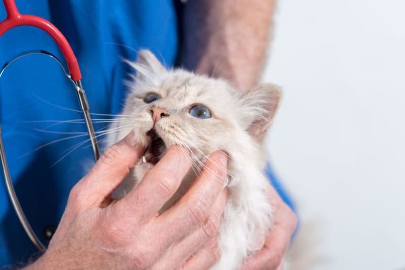 Gingivitis in Cats: Symptoms, Causes & Treatments Gingivitis in Cats: Symptoms, Causes & Treatments