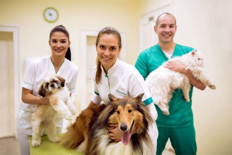 What to Expect When You Attend a Wellness Exam for Your Pet What to Expect When You Attend a Wellness Exam for Your Pet