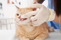 Gingivitis in Cats: Symptoms, Causes & Treatments Gingivitis in Cats: Symptoms, Causes & Treatments