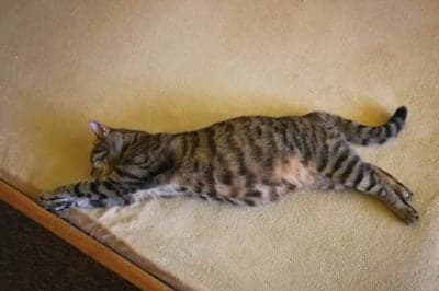 How long is a cat pregnant? How long is a cat pregnant?