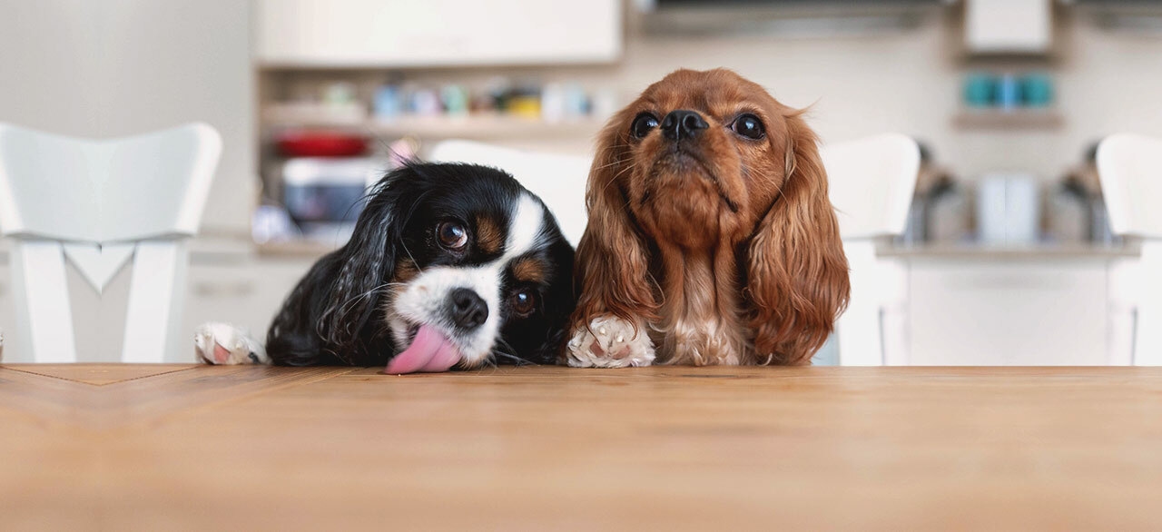 Rocklin Road Animal Hospital Rocklin Road Animal Hospital