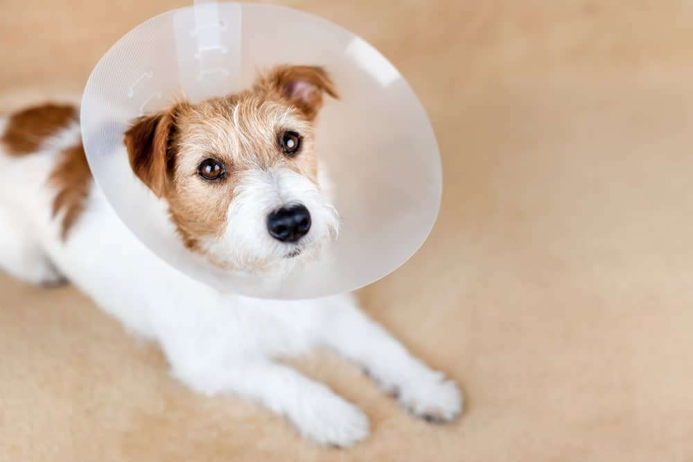 How long does spaying take? How long does spaying take?