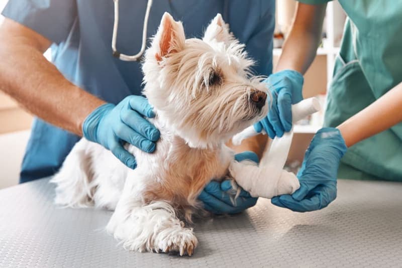 Dog Wound Care & Healing Stages Dog Wound Care & Healing Stages