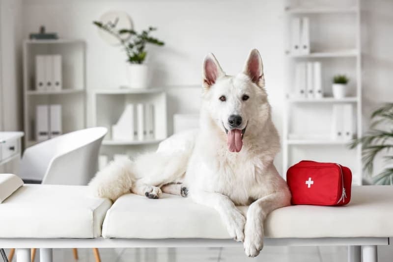 When to Visit an Emergency Vet When to Visit an Emergency Vet