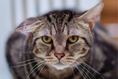 Aural Hematoma Surgery in Cats Aural Hematoma Surgery in Cats