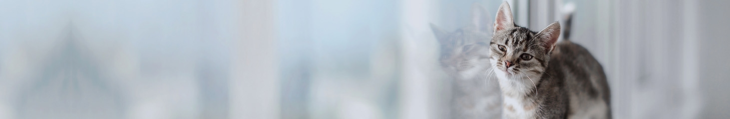 thomasville-veterinary-hospital-banner-3 thomasville-veterinary-hospital-banner-3