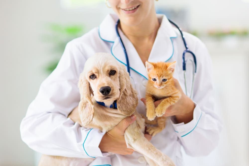 Making the Most of Your Pet's Routine Exam: What to Ask Your Vet Making the Most of Your Pet's Routine Exam: What to Ask Your Vet