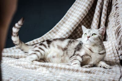 How long are cats pregnant? How long are cats pregnant?