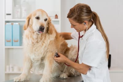 How Often Should I Take My Dog to the Vet? How Often Should I Take My Dog to the Vet?
