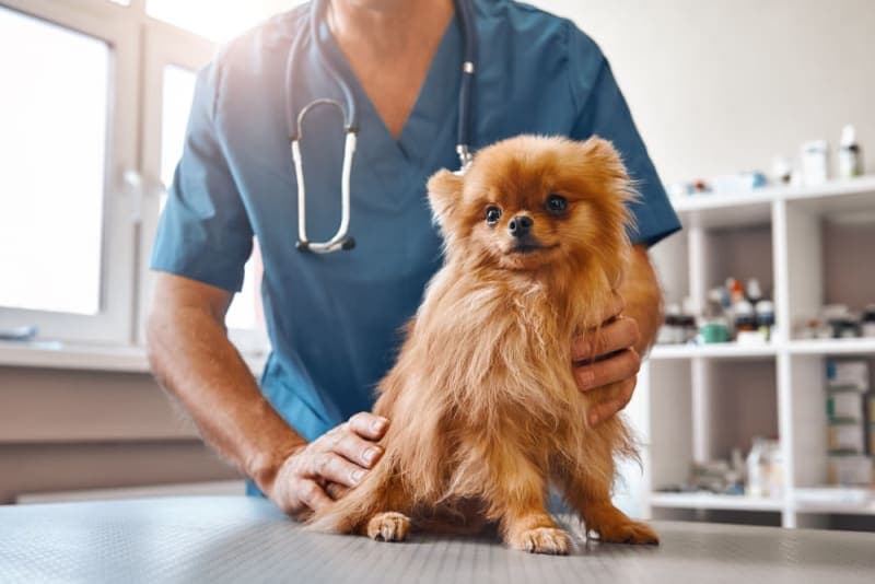 Why does my pet need a urinalysis? Why does my pet need a urinalysis?