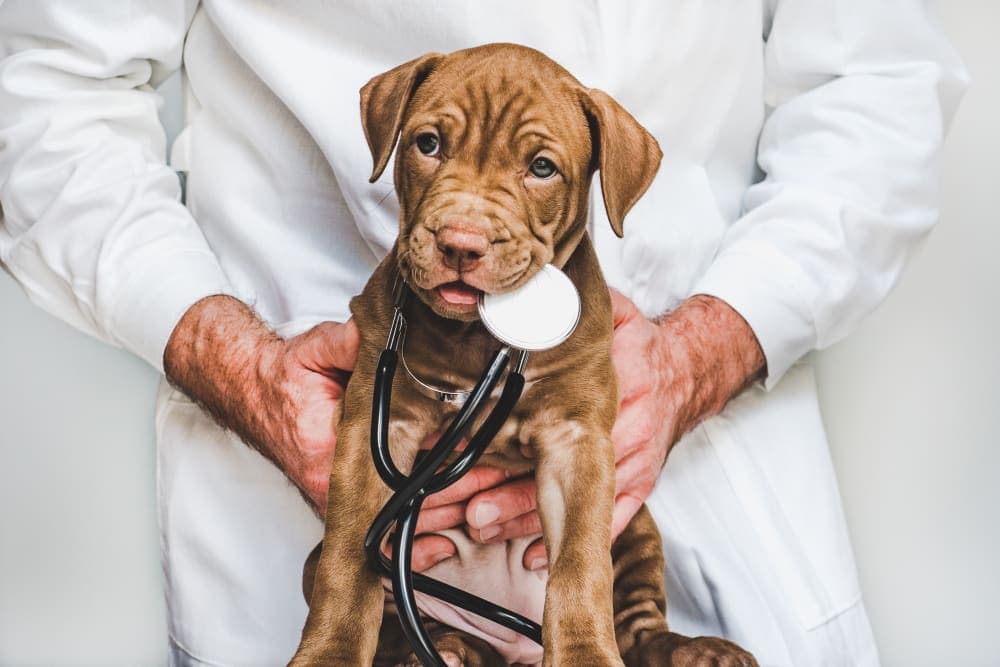Puppy’s First Vet Visit: Checklist & What to Expect Puppy’s First Vet Visit: Checklist & What to Expect