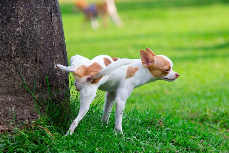 Why does my dog need a urinalysis? Why does my dog need a urinalysis?