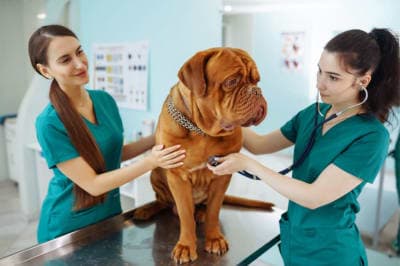 Elder Pet Care Elder Pet Care