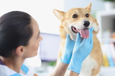 Dog Laryngitis: Symptoms & Treatment Dog Laryngitis: Symptoms & Treatment