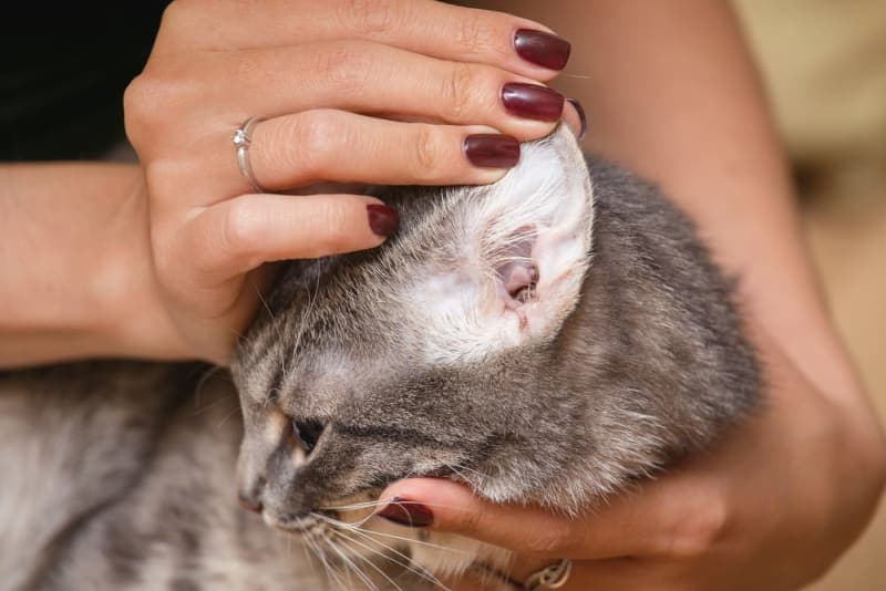 Ear Mites in Cats: Causes, Treatment & Prevention Ear Mites in Cats: Causes, Treatment & Prevention