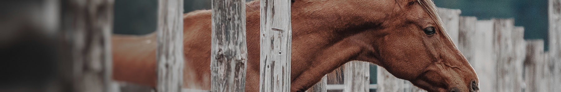 Stillwater Equine Veterinary Clinic Stillwater Equine Veterinary Clinic