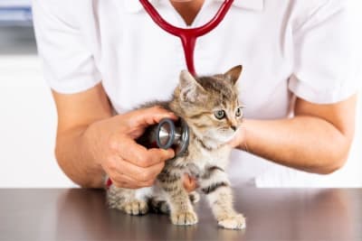 How to Take Care of a Kitten: Complete Guide How to Take Care of a Kitten: Complete Guide