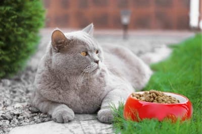 Using Diet to Treat Arthritis in Cats Using Diet to Treat Arthritis in Cats