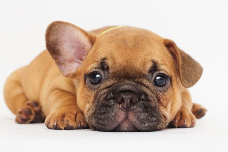 Puppy’s First Vet Visit: Checklist & What to Expect Puppy’s First Vet Visit: Checklist & What to Expect