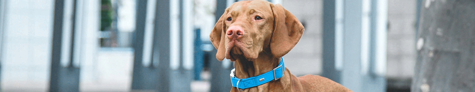 East Coweta Veterinary Hospital East Coweta Veterinary Hospital