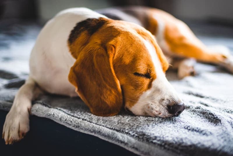 Dog Behavior Change After Vaccination Dog Behavior Change After Vaccination