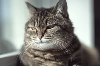 Old Cats – Caring for Senior Cats Old Cats – Caring for Senior Cats