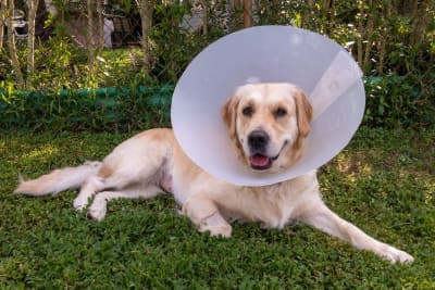 Dog Recovering From Surgery Dog Recovering From Surgery