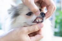 Dog Tooth Extraction: What to Expect Dog Tooth Extraction: What to Expect