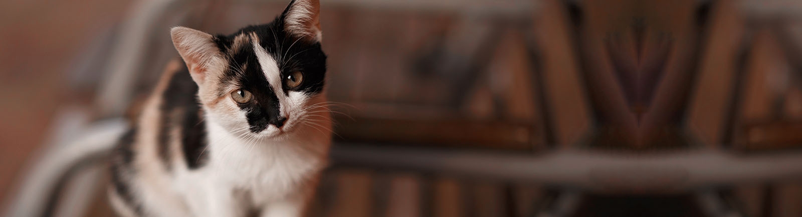 Brookfield Pet Hospital Brookfield Pet Hospital