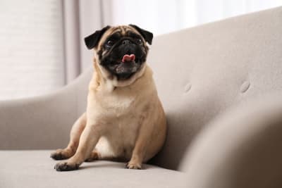 Broken Jaws in Dogs: Causes & Treatments Broken Jaws in Dogs: Causes & Treatments