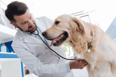Bordetella in Dogs Bordetella in Dogs