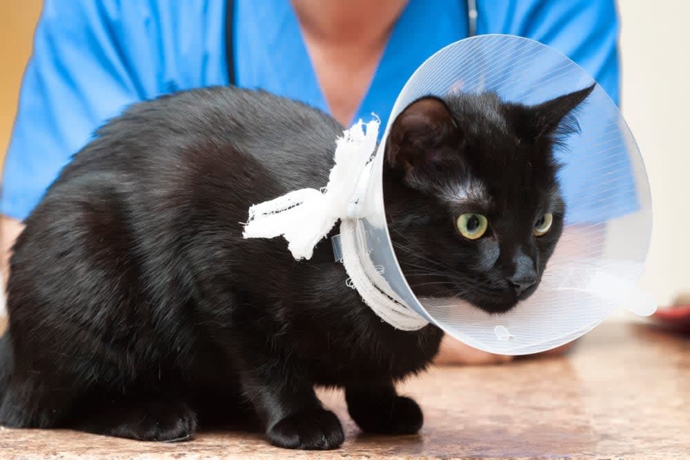 How to Care for your Cat while they're Recovering from Surgery How to Care for your Cat while they're Recovering from Surgery