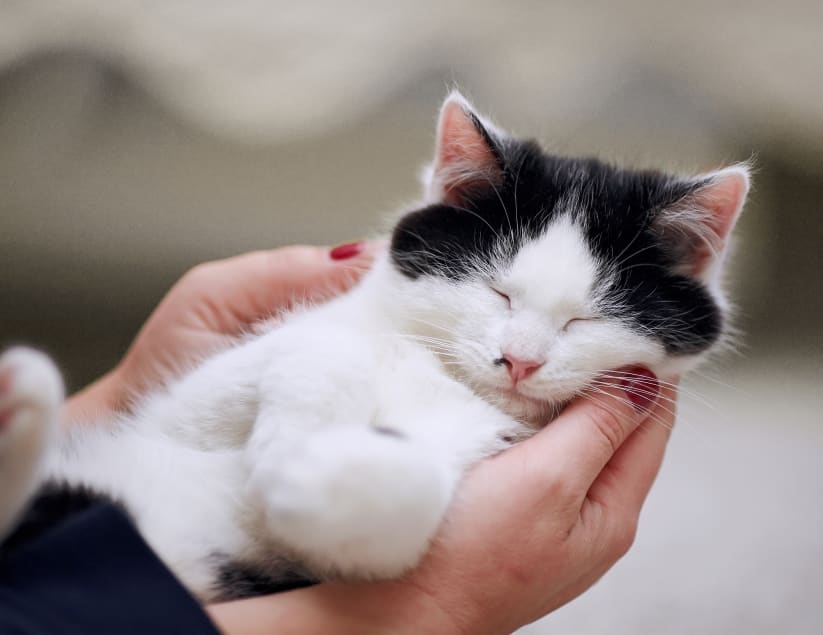 Smithfield Road Veterinary Hospital Hero Image Smithfield Road Veterinary Hospital Hero Image