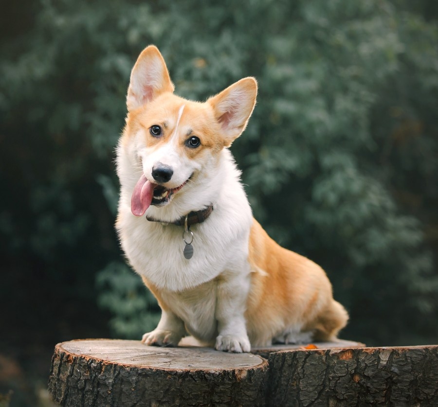 St. Francis Veterinary Hospital Hero Image St. Francis Veterinary Hospital Hero Image