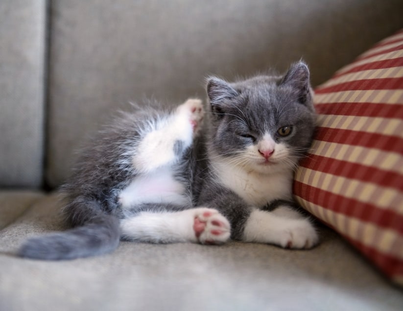 Advanced Veterinary Care Hero Image Advanced Veterinary Care Hero Image