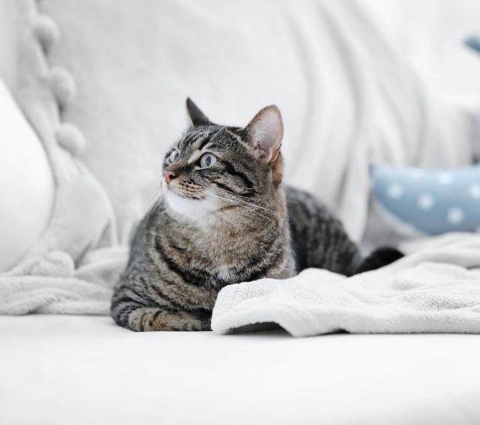 Bloom Plaza Animal Hospital Hero Image Bloom Plaza Animal Hospital Hero Image