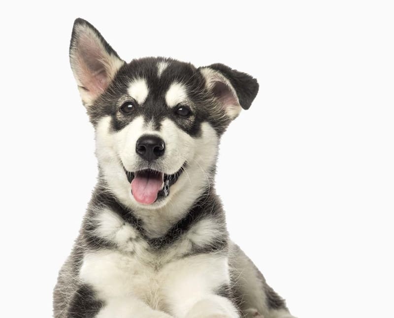 Bluegrass Veterinary Specialists + Animal Emergency Hero Image Bluegrass Veterinary Specialists + Animal Emergency Hero Image