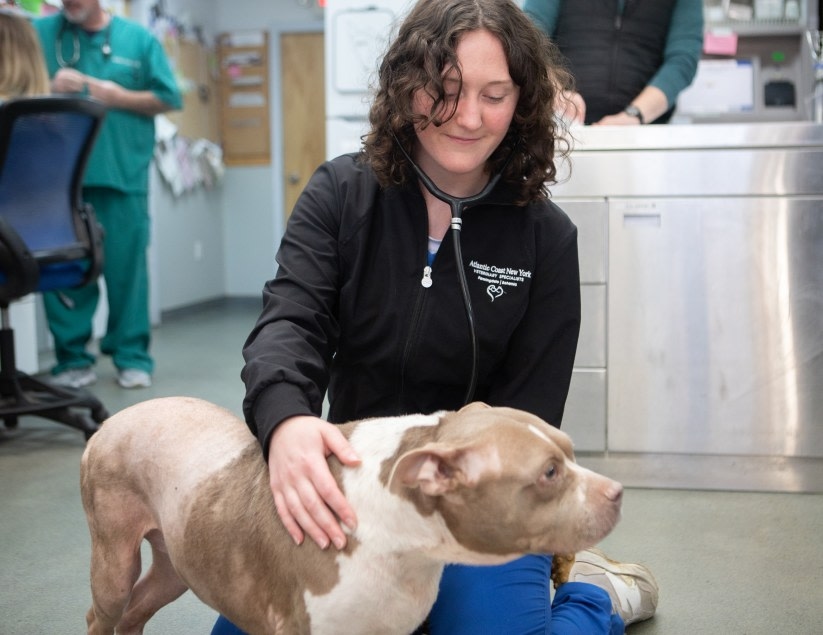 Atlantic Coast New York Veterinary Specialists Hero Image Atlantic Coast New York Veterinary Specialists Hero Image